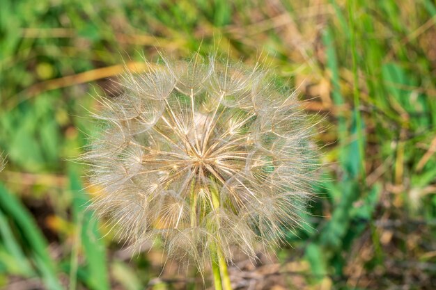 Dandelion seeds in the morning on the green background