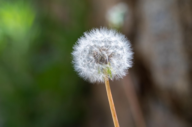 Dandelion seeds in the morning sunlight blowing away across a fresh green background