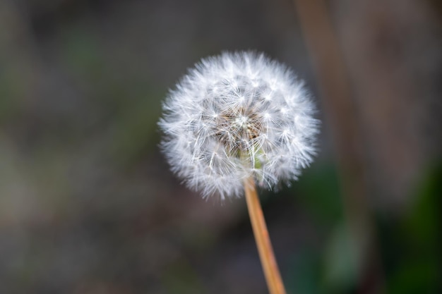 Dandelion seeds in the morning sunlight blowing away across a fresh green background