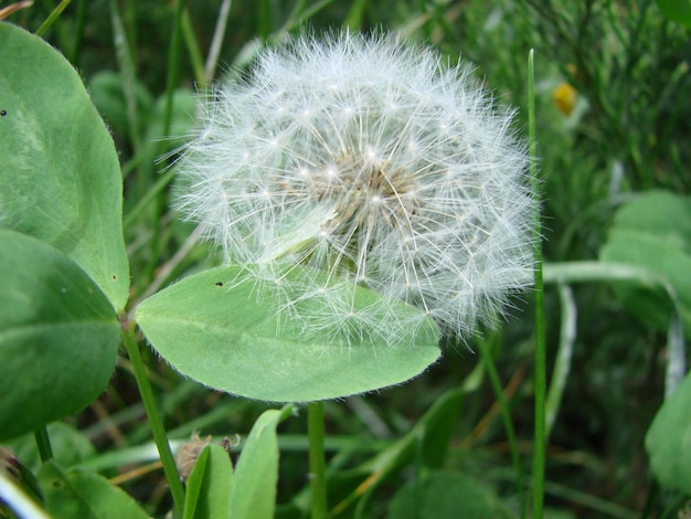 Dandelion seeds in the morning sunlight blowing away across a fresh green