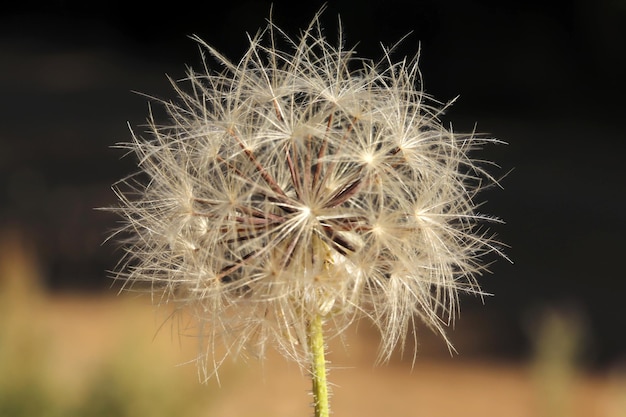 Dandelion seeds in nature Nature background