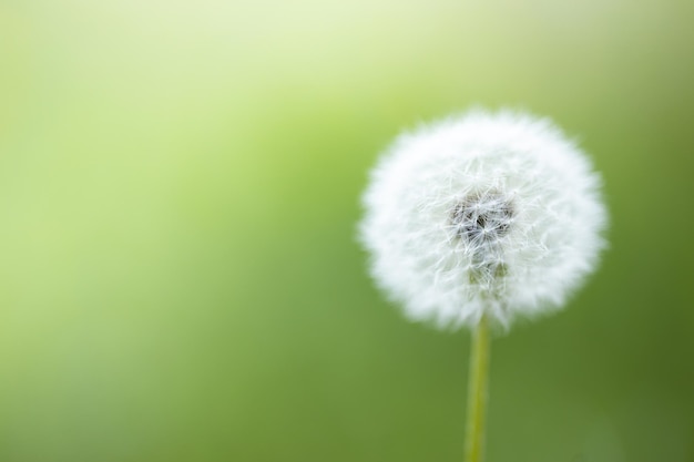 Dandelion seeds in the sunlight blowing away across a fresh green morning background