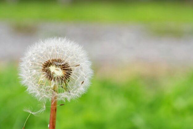 Dandelion seeds in the sunlight fresh green background