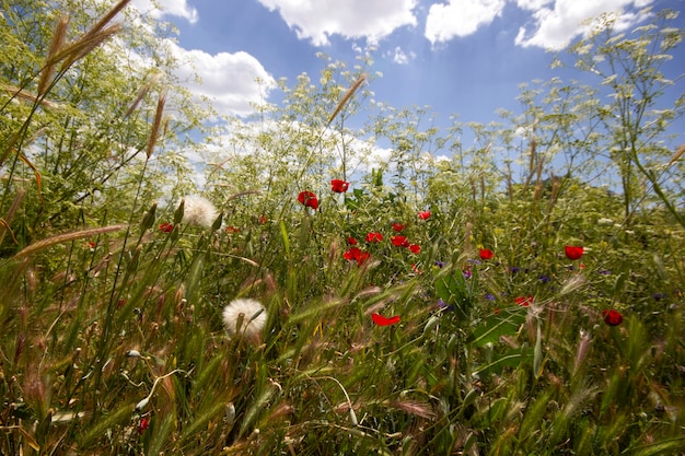 タンポポの種と様々な花や植物