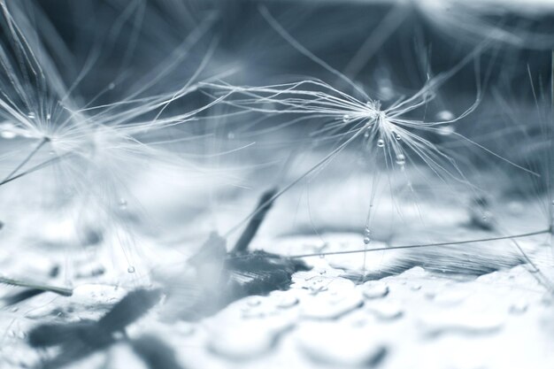 Dandelion seeds with drops of water on a blue background closeup