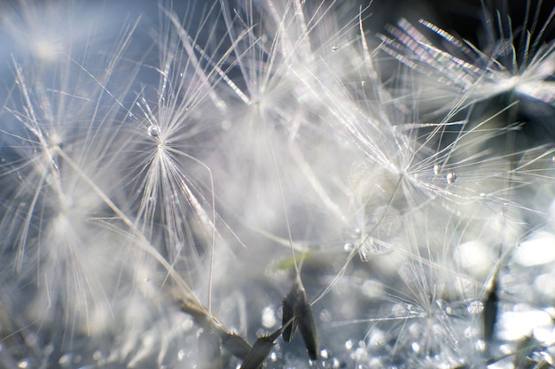 Dandelion seeds with drops of water on a blue background closeup