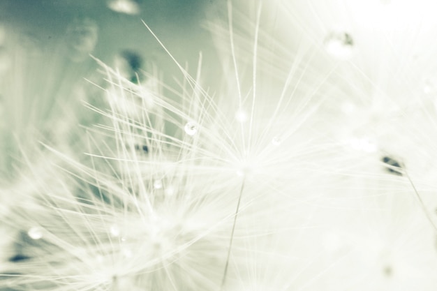 Dandelion seeds with drops of water on a blue background  closeup