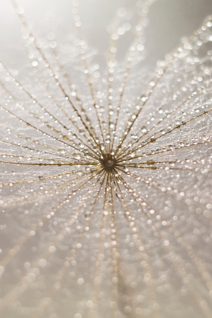 dandelion seeds with water drops. macro.