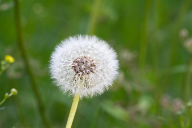 Dandelion seeds