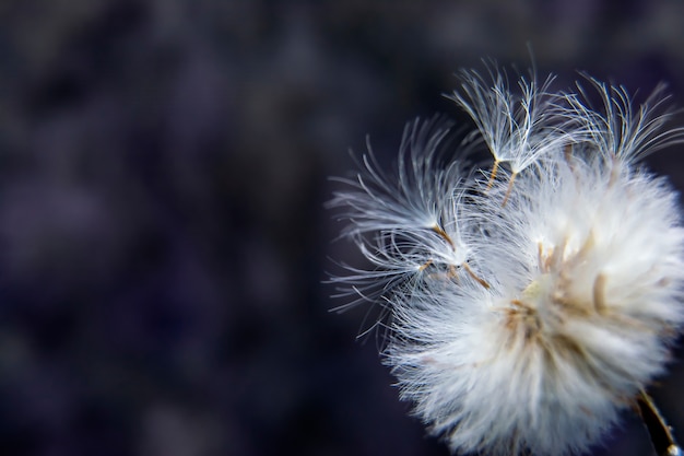 Dandelion seeds