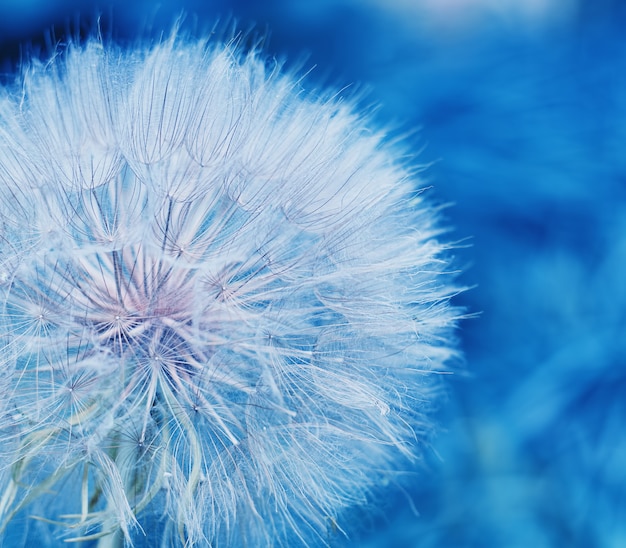 Dandelion in selective focus on a blurry blue background