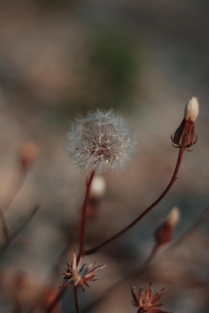 Photo dandelion on a soft sunny background