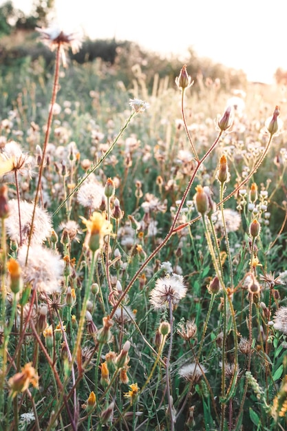 Dandelion at summer sunset