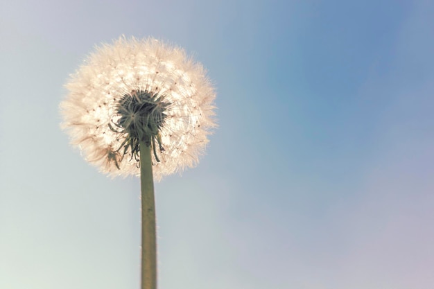 Dandelion Sun and Blue Sky background, Close Up Dandelion