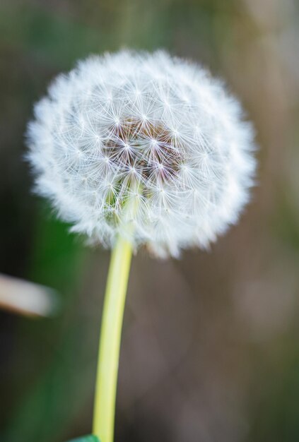 Dandelion in a sunny field