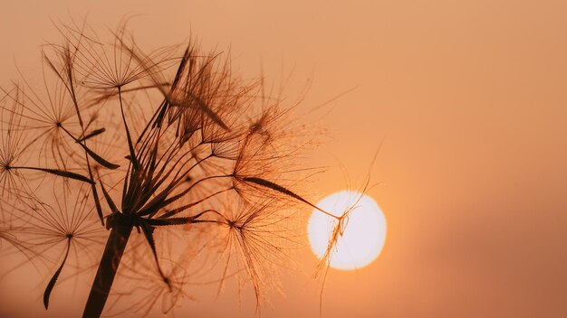 Foto tarassaco al tramonto libertà di desiderare fiore lanuginoso della silhouette del dente di leone sul cielo al tramonto