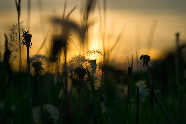 美しいボケ味を持つ夕日のタンポポ 光が花を突き破る