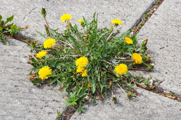 사진 포장에 자라는 민들레, taraxacum officinale