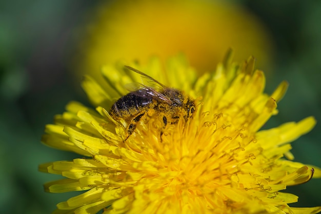 Dandelion, taraxacum officinale. Wild yellow flower and bee in nature, close up, top view. Ukraine