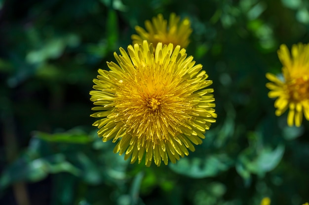 Dandelion, taraxacum officinale. Wild yellow flower in nature, close up, top view. Ukraine