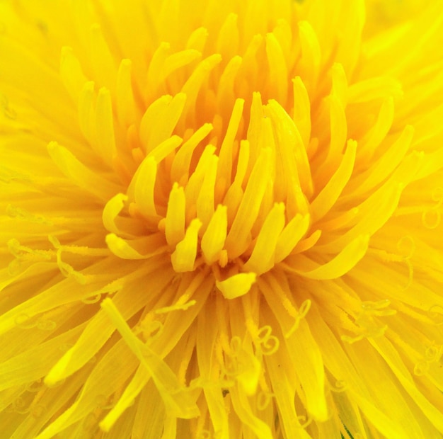 Dandelion taraxacum officinale yellow flower macro