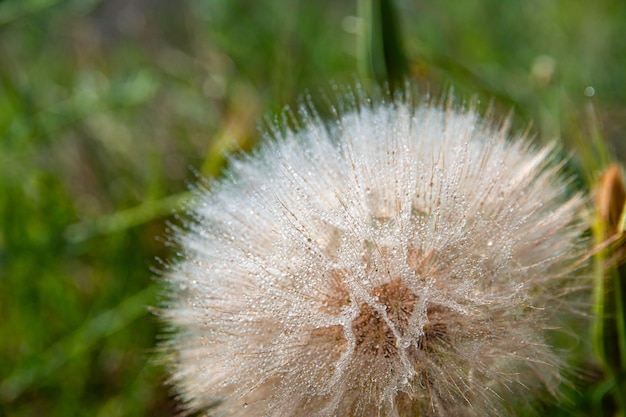 Одуванчик Taraxacum Tragopogon крупным планом