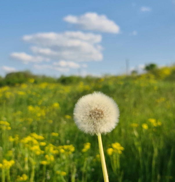 A dandelion that has been blown in the wind