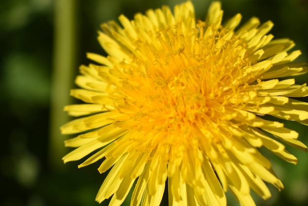 Photo a dandelion that is yellow and has a lot of holes in it.