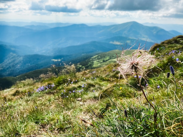 Dandelion on the top of the mountain