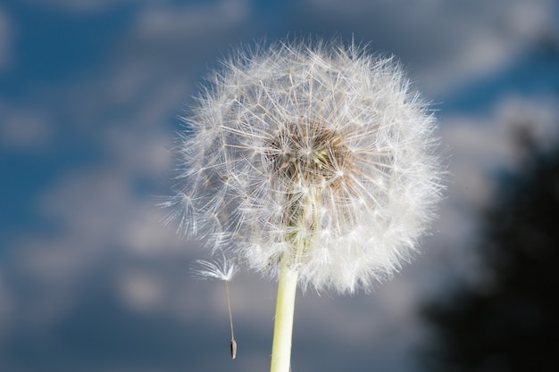 Dandelion tranquil abstract closeup art background. Beautiful blowball.