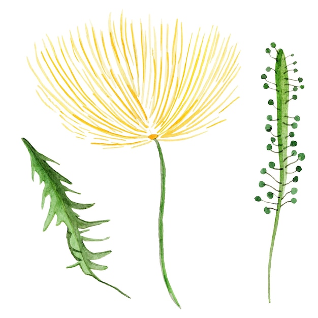 Dandelion watercolor set