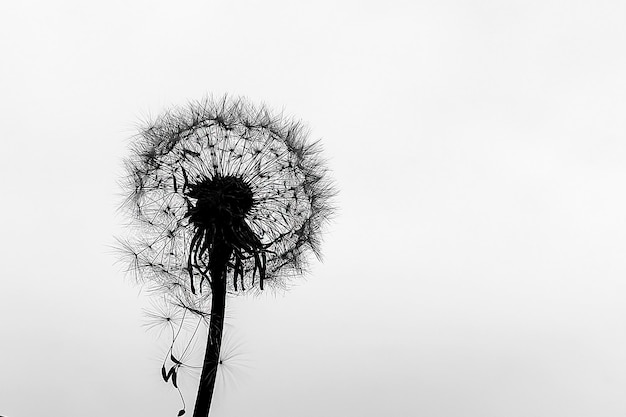 Dandelion on a white background black and white photo