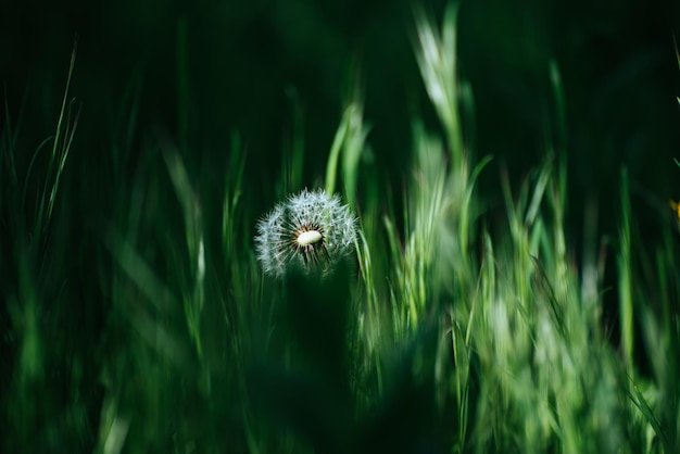 緑の草、暗い自然の背景に春に成長するタンポポの白い花