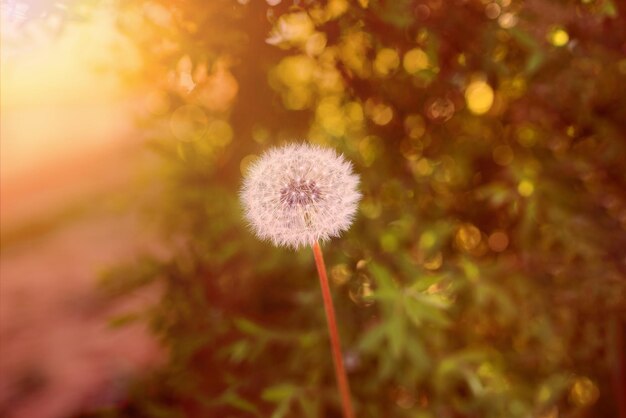 写真 日当たりの良い背景にタンポポの白い花