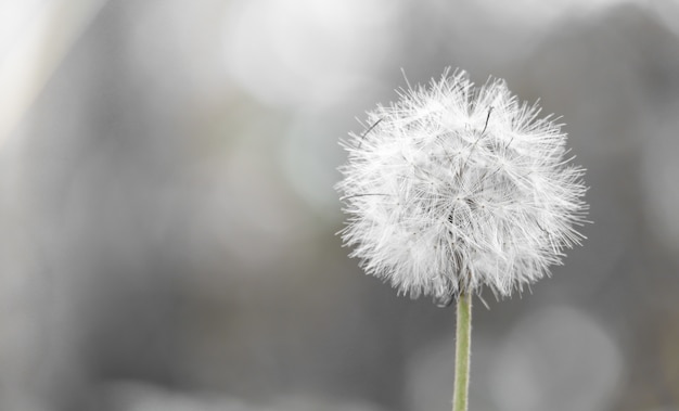 Foto fiore di tarassaco bianco erba