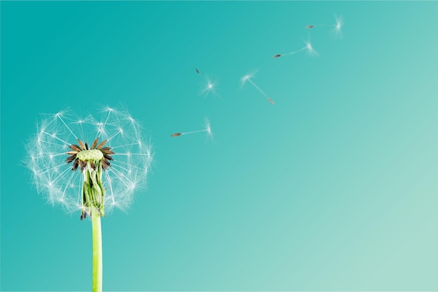 Dandelion with blowing petals isolated on white