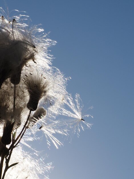 A dandelion with a blue sky in the background.