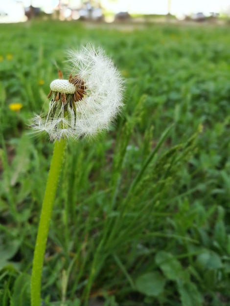 Photo dandelion with flying seeds in lush green grass spring allergy season copy space for text