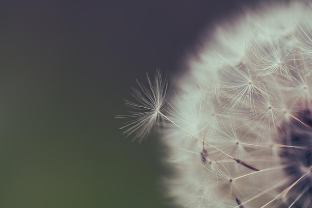 A dandelion with a green background and the word dandelion on it.