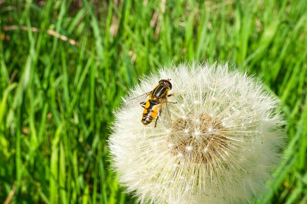 緑の牧草地の花に蜂と熟した種子を持つタンポポ