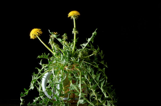 Dandelion with roots and leaves in a glass teapot on a dark