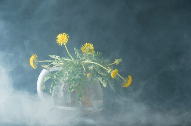 Dandelion with roots and leaves in a glass teapot