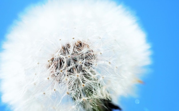 a dandelion with the seeds in the air