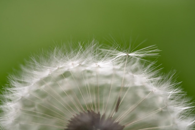 A dandelion with the seeds being blown off