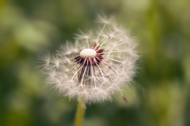 A dandelion with seeds blowing in the wind.