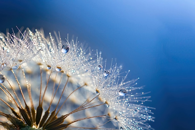 A dandelion with water droplets on it