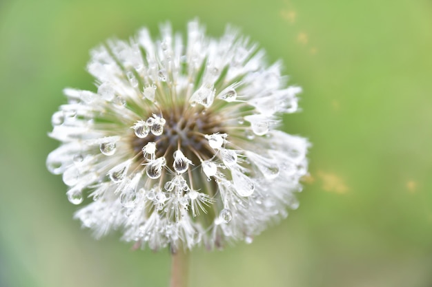 A dandelion with water droplets on it