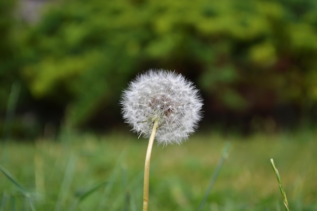 Photo a dandelion with the word dandelion on it