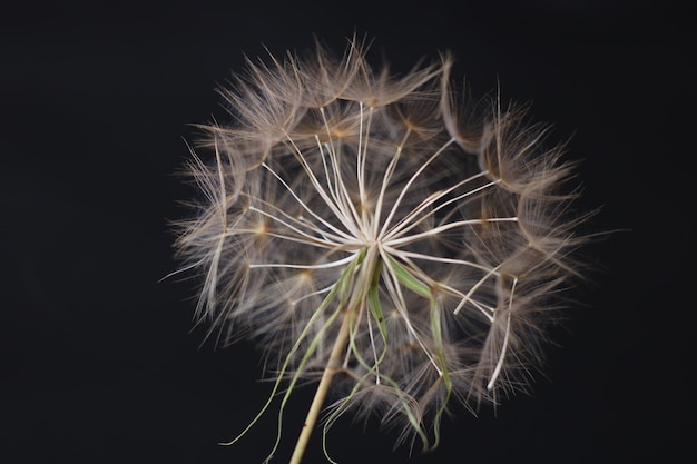 A dandelion with the word dandelion on it