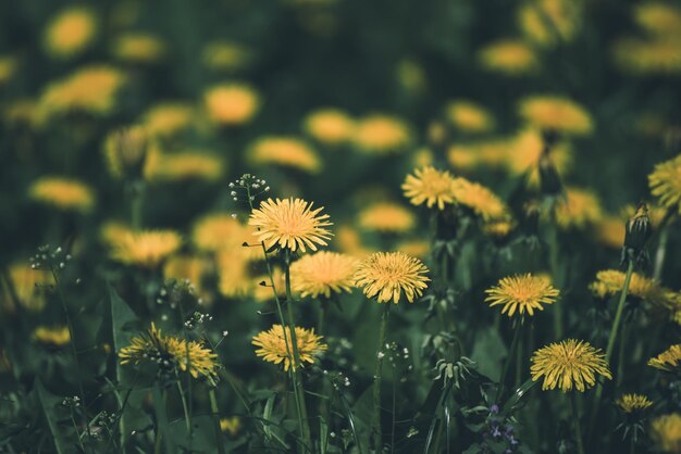 コピースペースと春のnatoral季節の花の背景の緑の牧草地に成長するタンポポの黄色い花